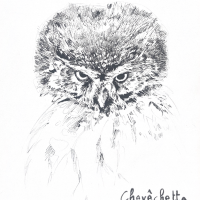 Chiara Bonotto - illustrateurs-jeunesse